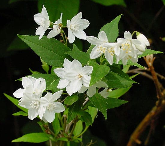 Deutzia gracilis in full bloom with delicate white flowers in a mixed border