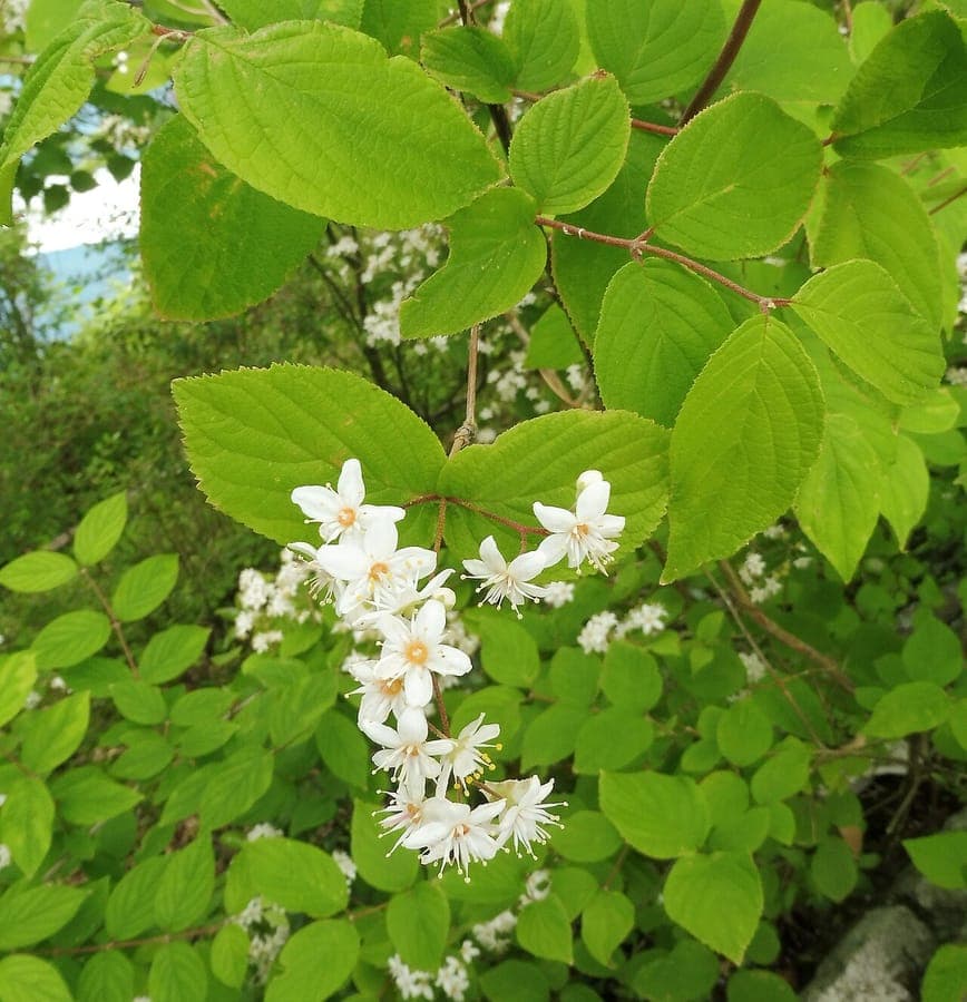 Deutzia shrub full of white star-shaped flowers in full bloom