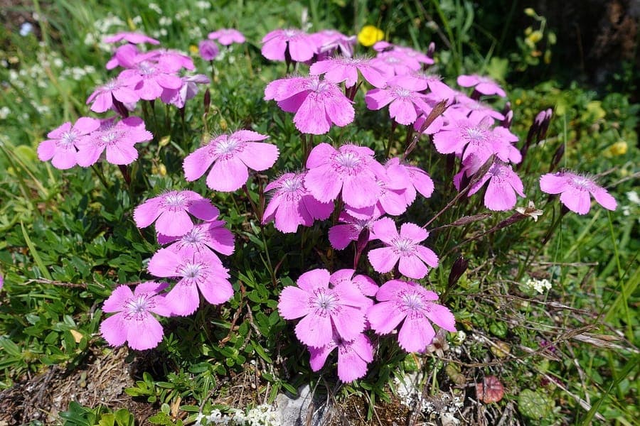 Rosa Blüten der Alpen-Nelke in bergiger Umgebung