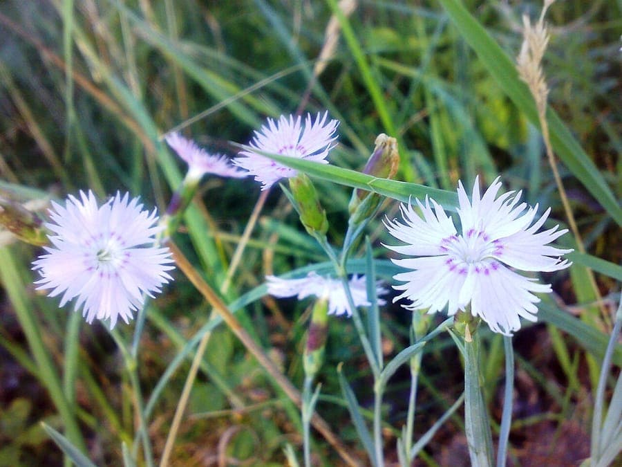Oeillet des dunes en pleine floraison sur un sol sablonneux et ensoleillé