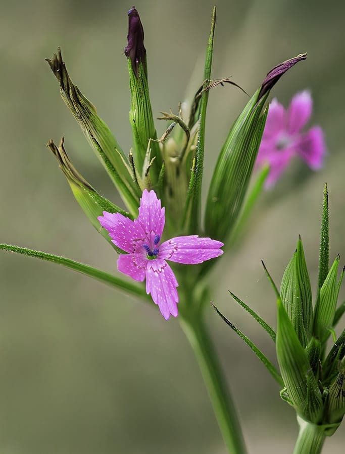 Grass pink in full bloom, purple flowers above slender green stems in a sunny, dry garden bed