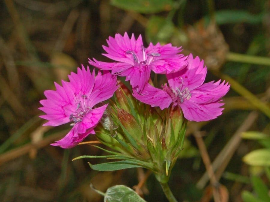 Fleurs d'oeillet rose-pourpre aux petales finement denteles sur plante compacte