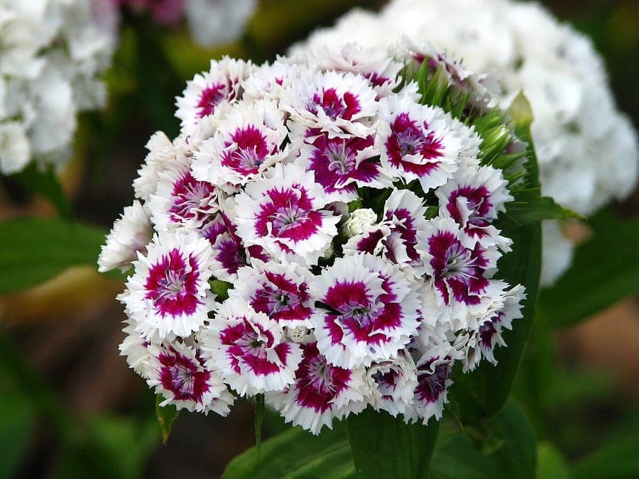Sweet-william in full bloom in a sun-drenched cottage garden border