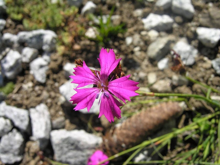Oeillet des Chartreux en fleur au soleil parmi du gravier et des pierres