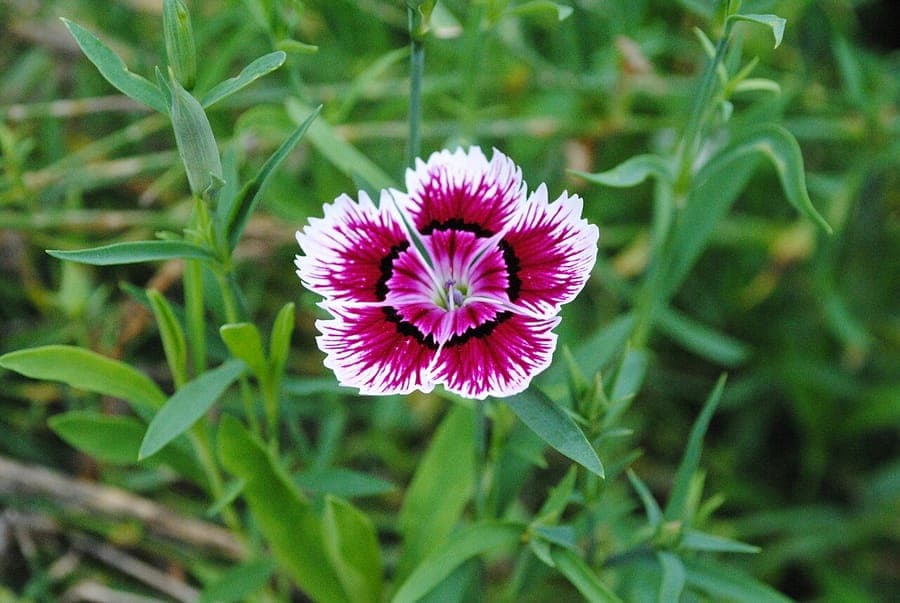 Kaiser-Nelke mit gezackten rosa Blüten in einer sonnigen Beetkante