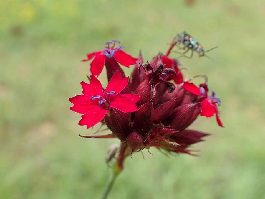 Dianthus cruentus plant with red flowers