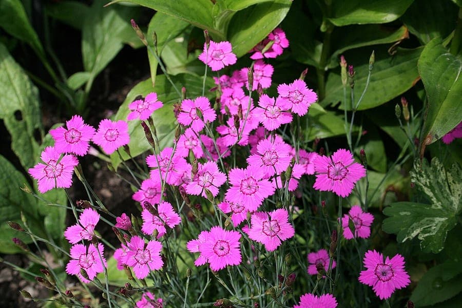 Bloeiende Steenanjer in een zonovergoten tuinbed met donkergroene bladeren en roze-witte bloemen
