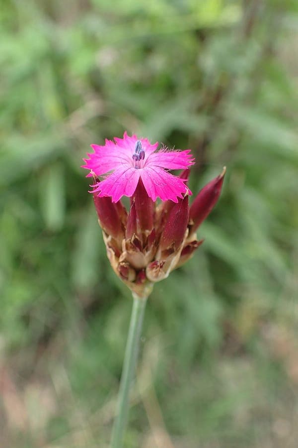 Dianthus giganteus giant pink carnation
