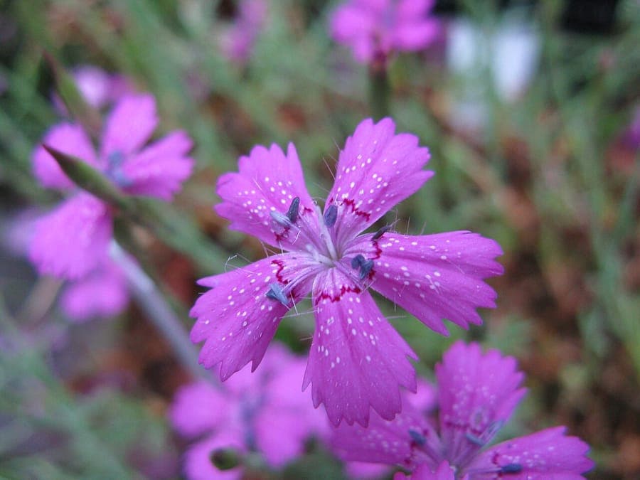 Pink flowers of Dianthus glacialis on rocky mountain terrain