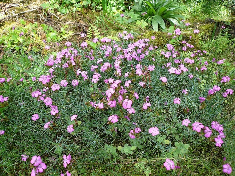 Dark purple pink blossoms on granite alpine slopes