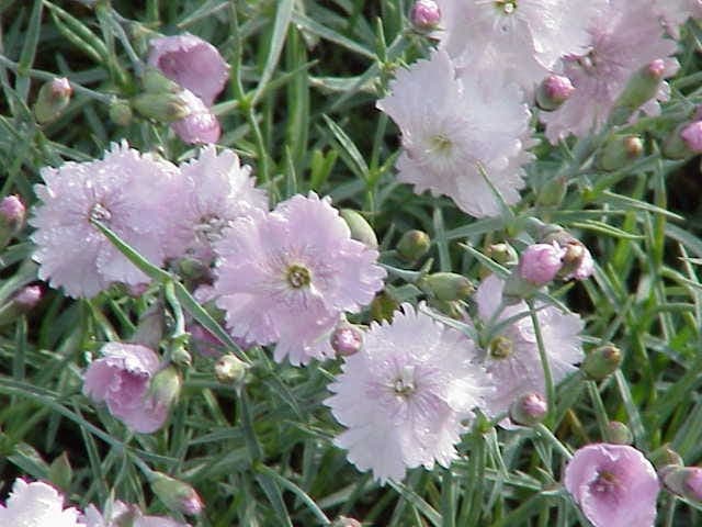 Cheddar pink in full bloom with pink-purple flowers and blue-green foliage