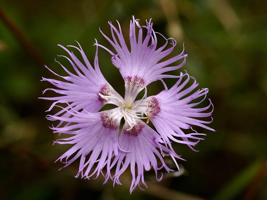 Oeillet de Montpellier en fleur sur un talus ensoleillé