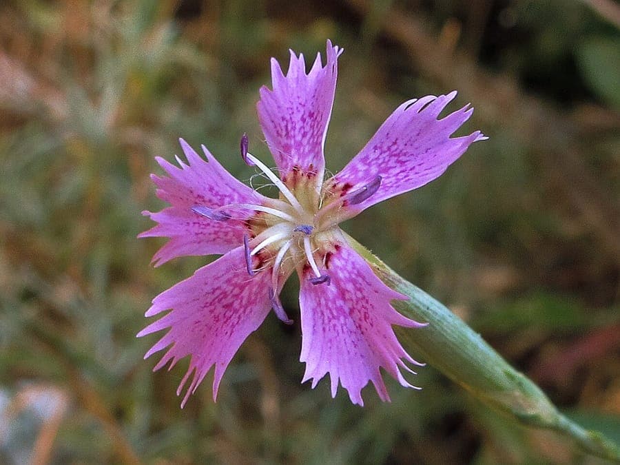 Dianthus lusitanus plant with pink carnation flowers