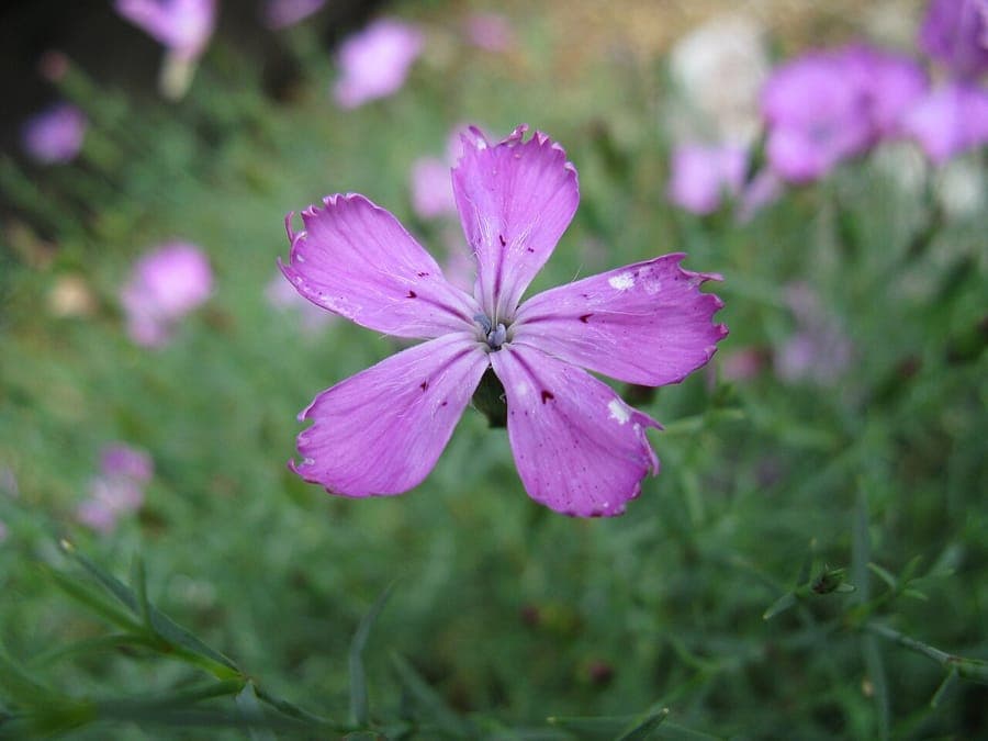 Dianthus nardiformis affichant un motif de croissance dense et des fleurs violettes des Balkans