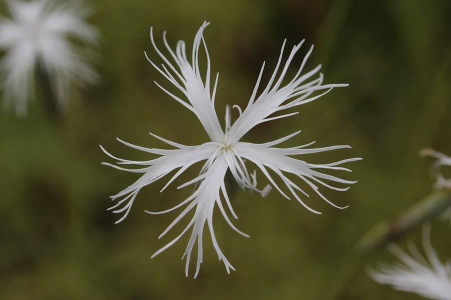 Dianthus petraeus Pflanze mit kleinen rosa Blüten
