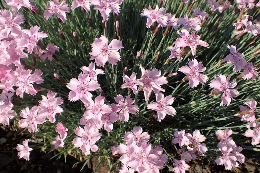 Clove pink in full bloom on a sunny rockery with grey-green foliage