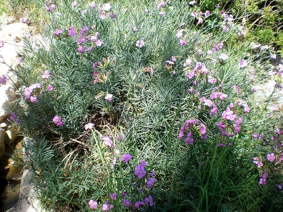 Dianthus rupicola plant with pink flowers