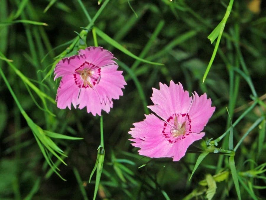 Fringed pink flowers of Dianthus seguieri growing in a sunny meadow edge, with narrow grey-green foliage and upright stems
