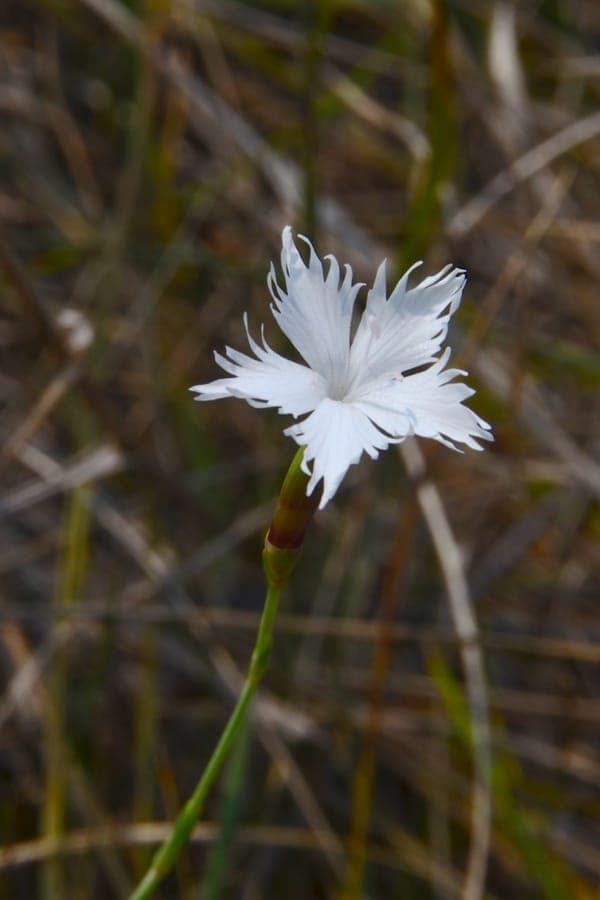 Late anjer bloem in roze tot rode kleur