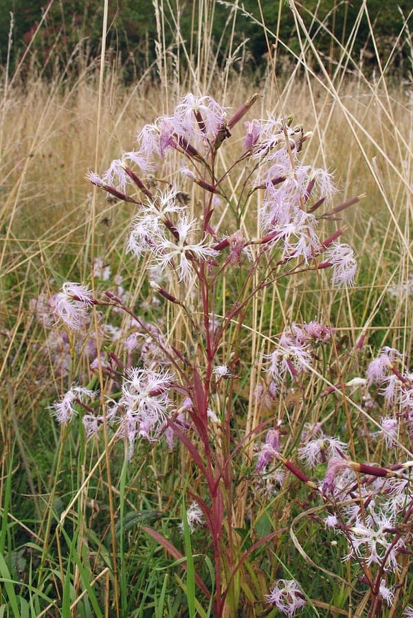 Clusters of fringed pink Dianthus superbus blooming in a sunny garden border