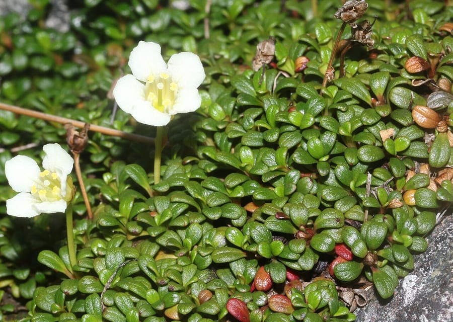 Diapensia lapponica forms dense green cushions in an arctic environment