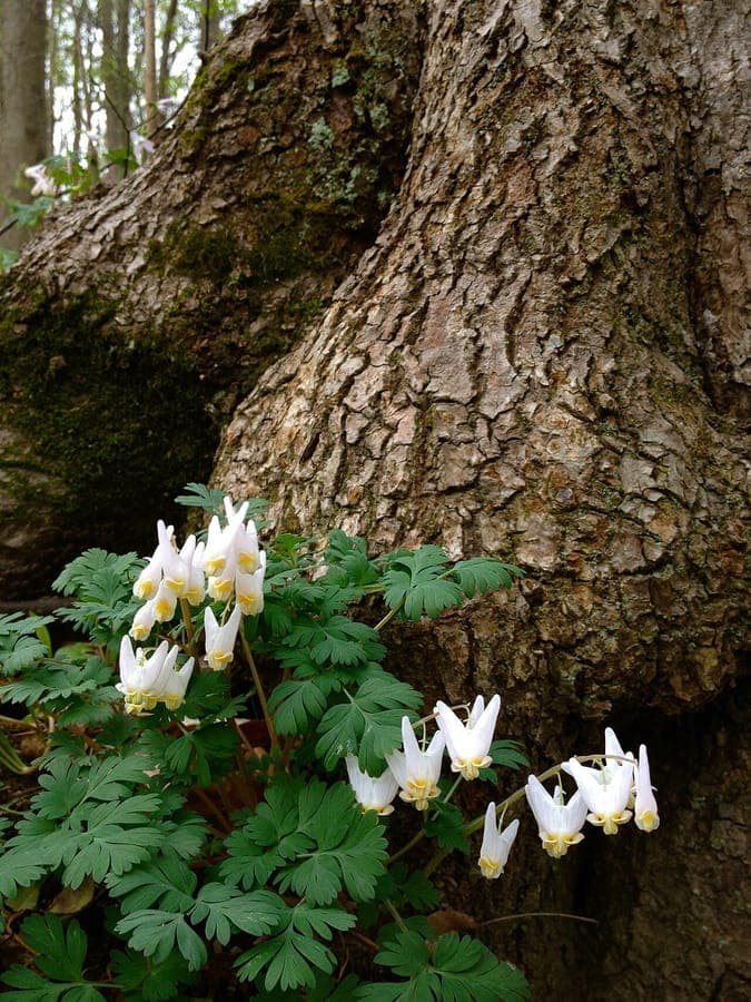 Dutchman's-breeches flower with white and yellow sepals