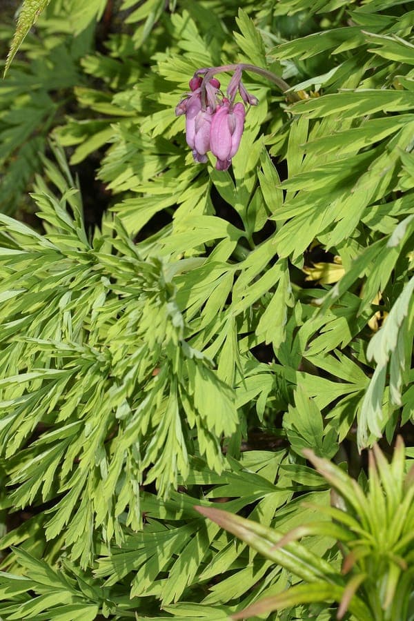Gebroken hartje (Dicentra formosa) met hartvormige bloemen in een vochtige bosachtige omgeving