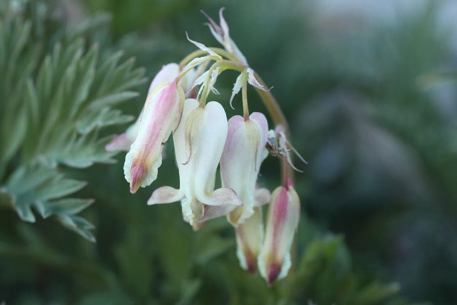 Dicentra nevadensis Blueten im Garten