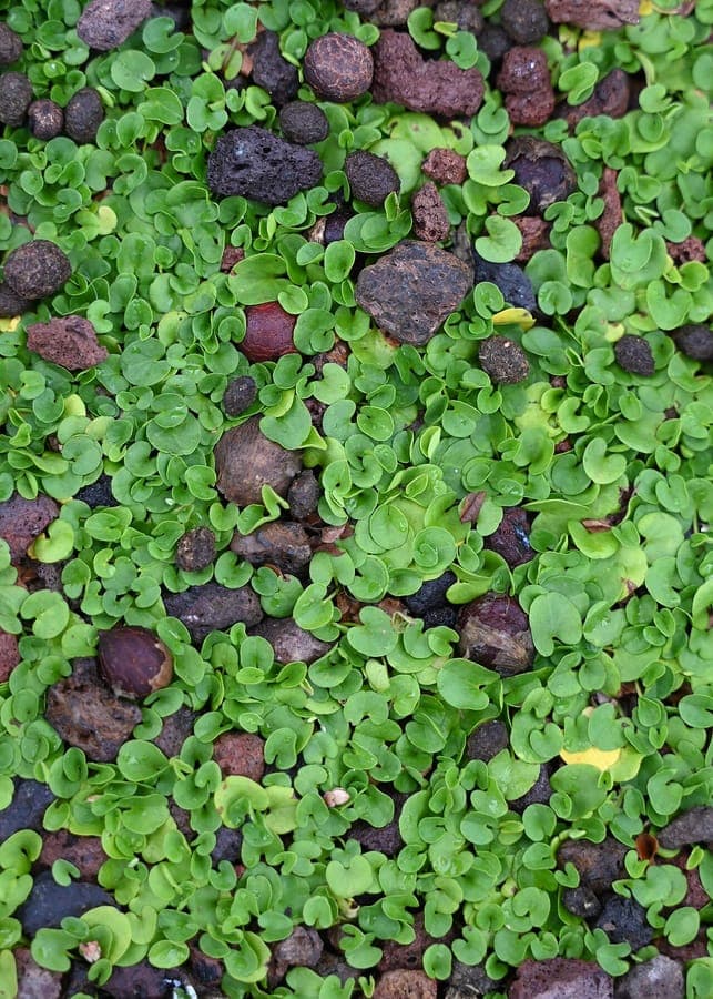 Dichondra micrantha kidneyweed in full growth