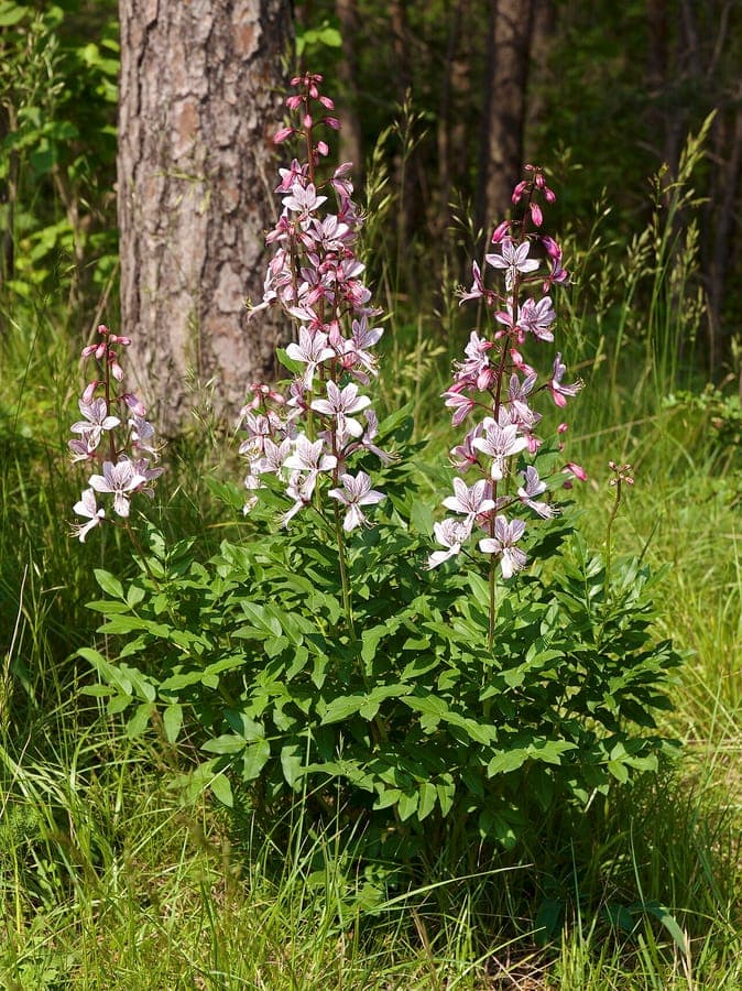 Burningbush (Dictamnus albus) in full bloom on a sunny summer day