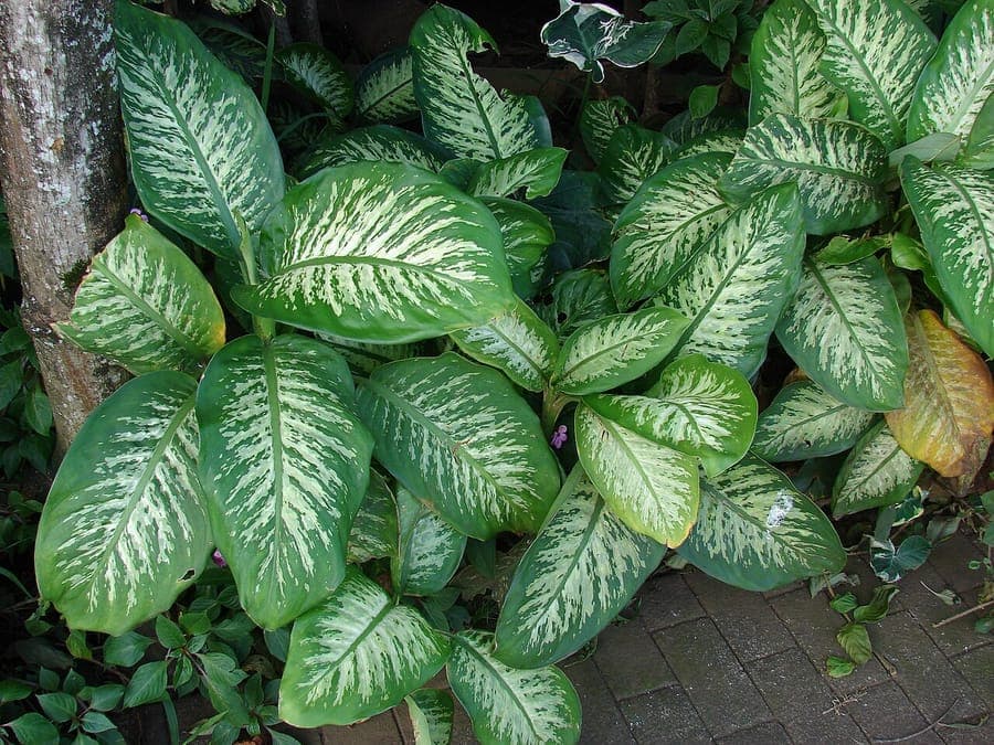 Dieffenbachia plant with white and green variegated leaves