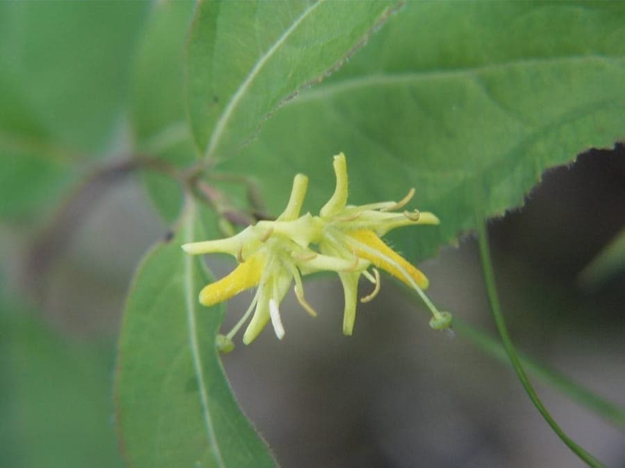 Diervilla shrub with yellow flowers and green leaves
