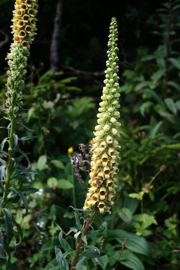 Fleurs brun-rouille de Digitalis ferruginea