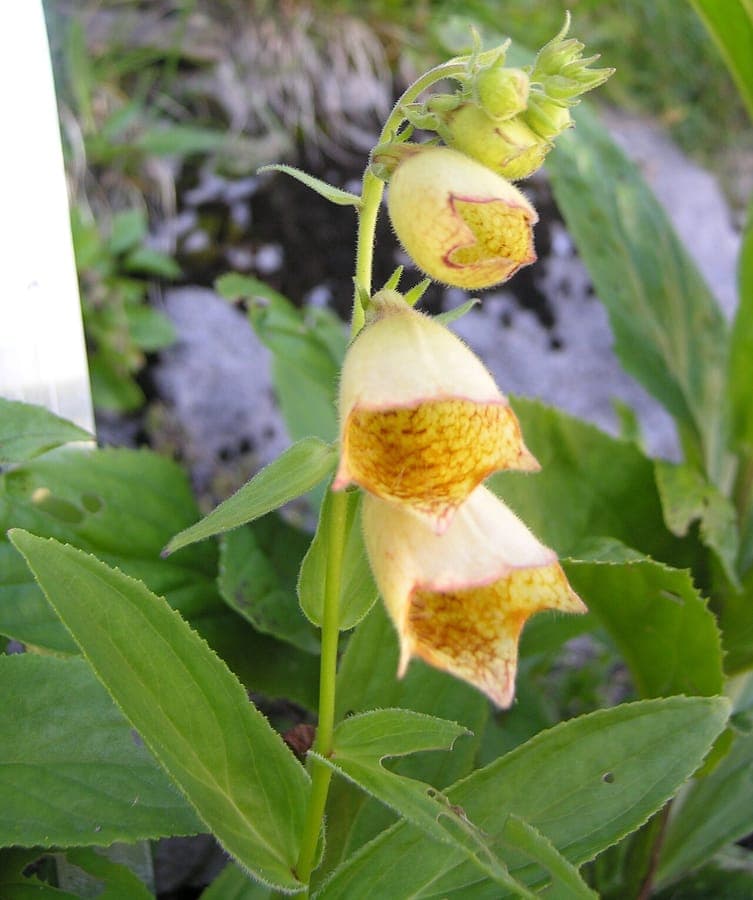Grootbloemig vingerhoedskruid met lichtgele bellenbloemen in tuinondergrond