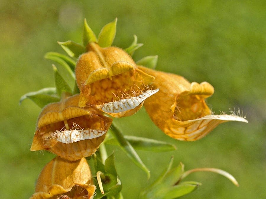 Smooth-leaved foxglove with pale yellow flower spikes and smooth green leaves