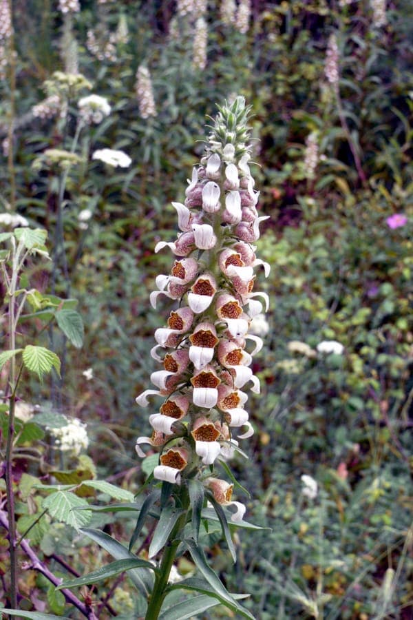 Woolly digitalis with soft, silvery foliage and drooping bell-shaped flowers in a naturalistic garden setting