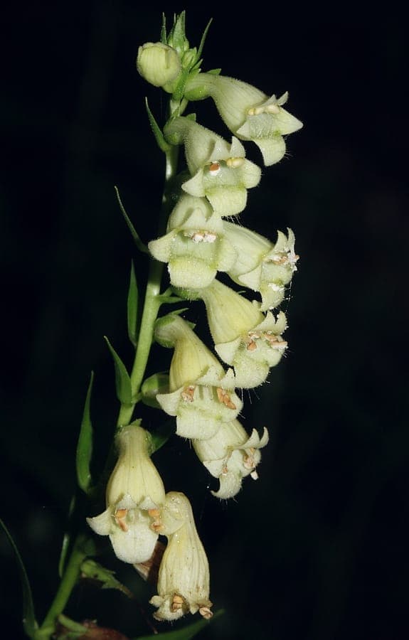 Hellgelbe Glockenblüten von Digitalis lutea in einem lichtdurchfluteten Waldgarten mit Farnen und Laubstreu im Hintergrund