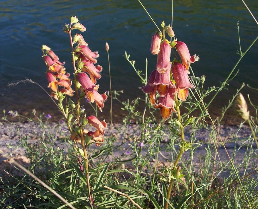 Digitalis obscura Spanish foxglove with rusty-red flowers