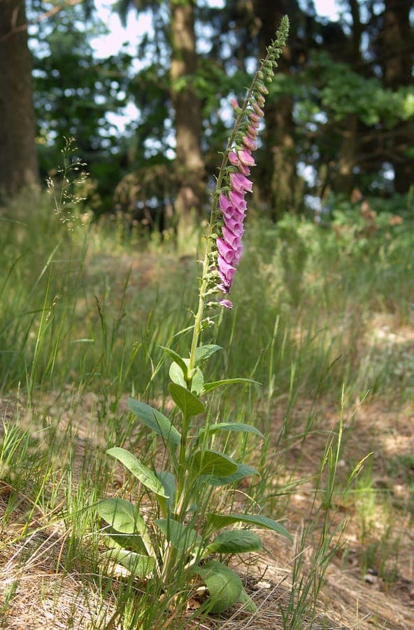 Tall flower spires of foxglove with pink bell-shaped blooms