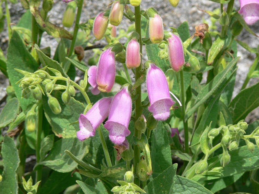Digitalis thapsi purple-pink flowers