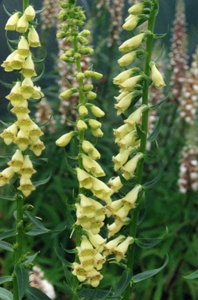 Digitalis viridiflora affichant des fleurs vert-jaunatre dans un habitat montagneux balkanique