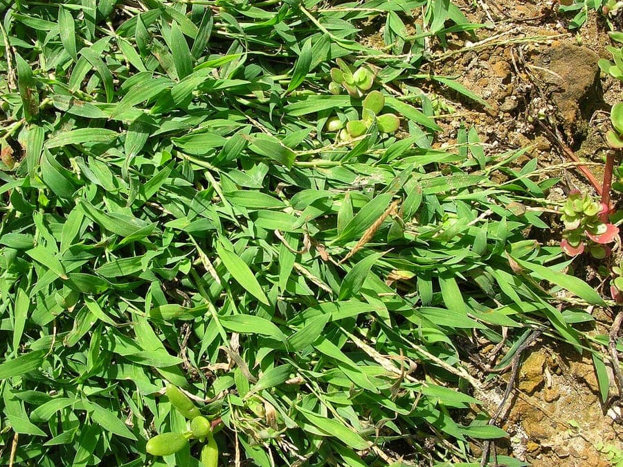 Digitaria ciliaris graminee tropicale