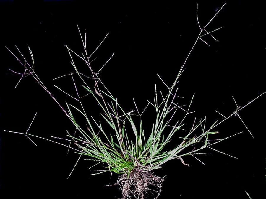 Digitaire glabre avec épis florifères caractéristiques de type doigt