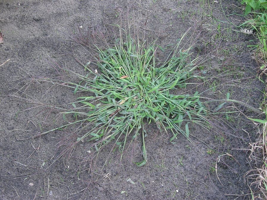 Hairy crabgrass plant met kenmerkende rode stengels en verspreide bloemtrossen
