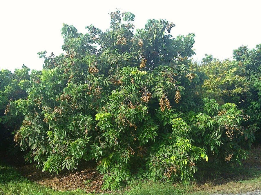Longan boom met druiven-achtige fruittrossen