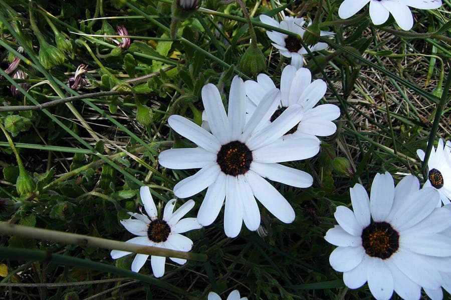 White flowers of Cape rain daisy (Dimorphotheca pluvialis)