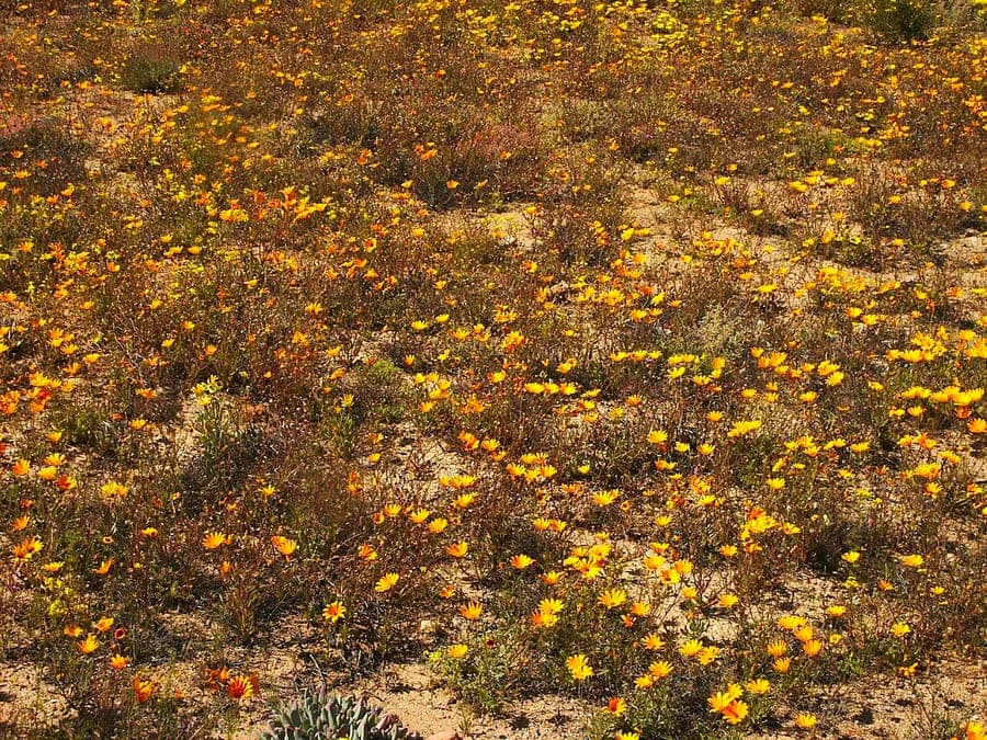 Dimorphotheca sinuata marguerites orange-jaune
