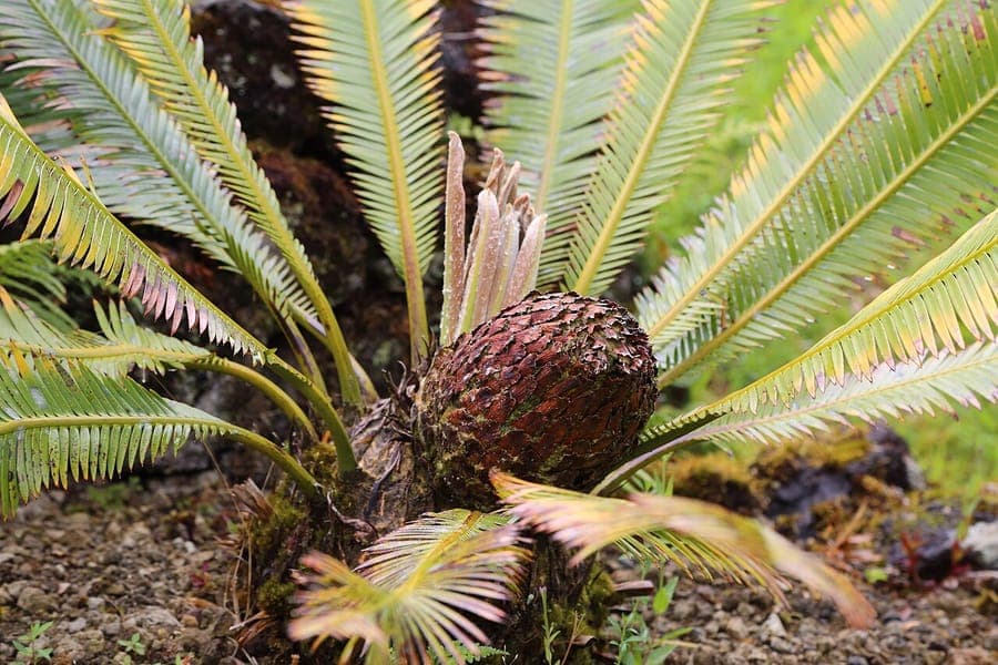 Dioon edule Mexicaanse cycas in volle groei