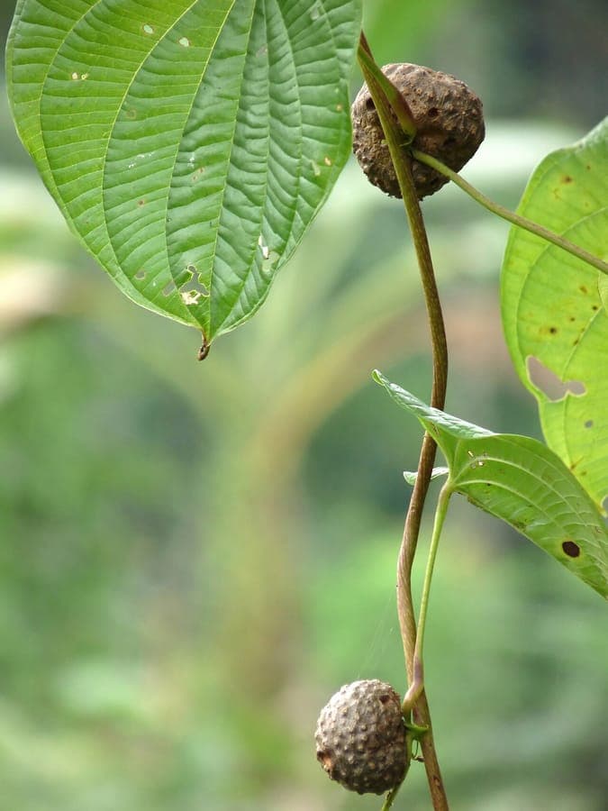 Vignes Dioscorea bulbifera avec bulbilles ressemblant a des pommes de terre
