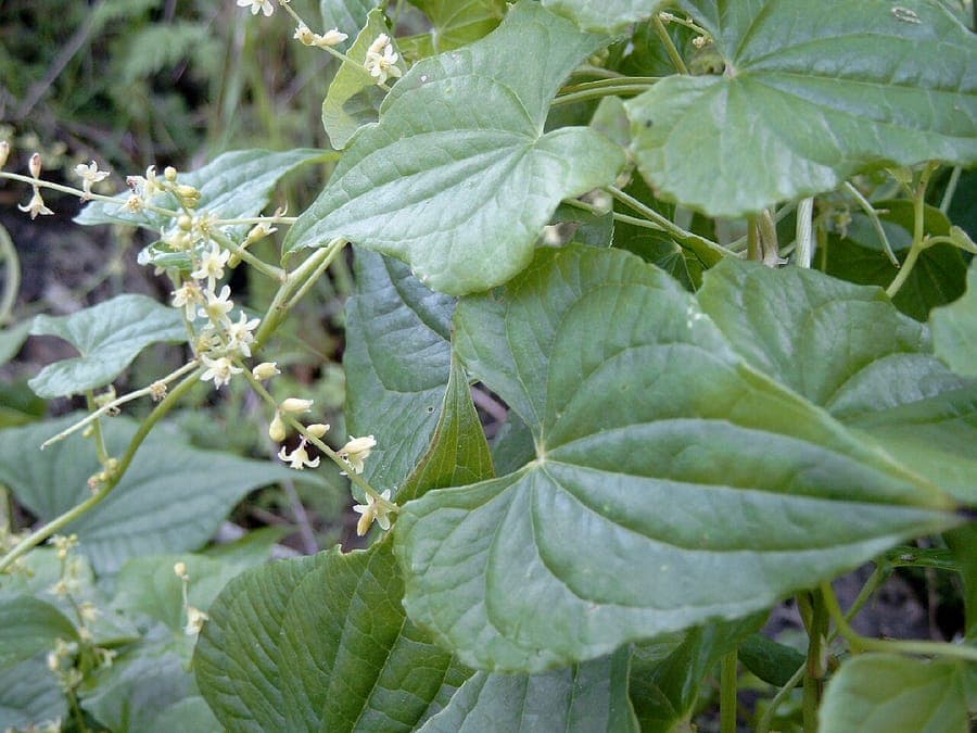 Black-bindweed climbing a wooden trellis in late spring, showing green flower clusters and heart-shaped leaves.